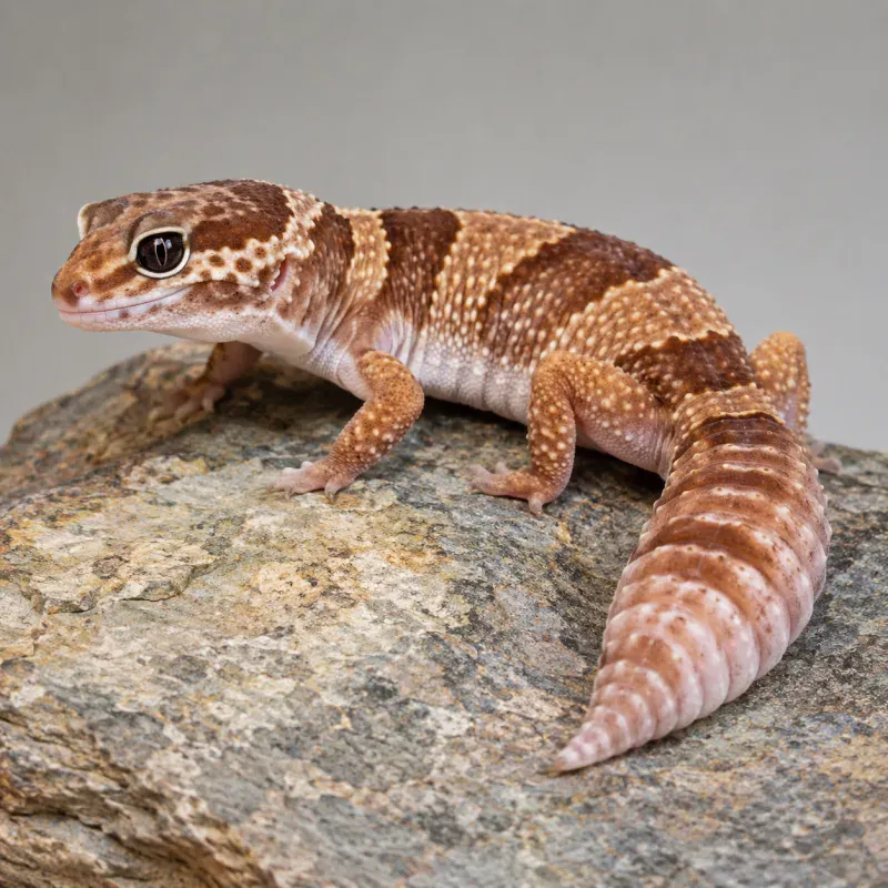 African Fat-Tailed Gecko Diet: Complete Guide