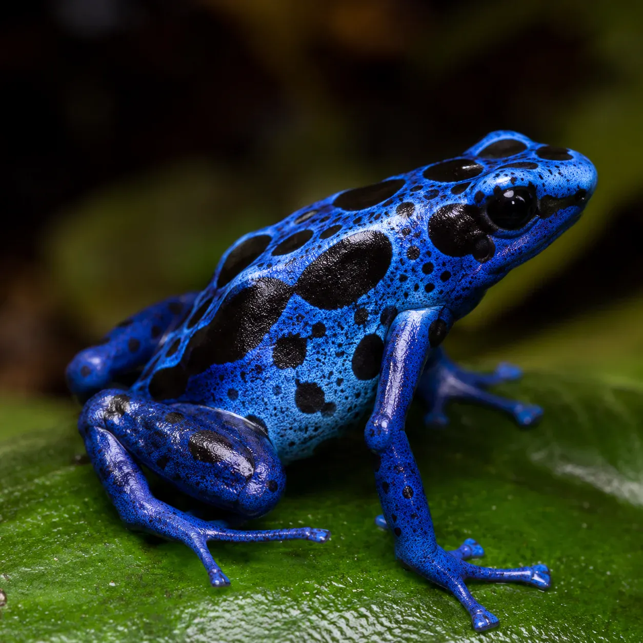 Fire-Bellied Newt Care: Setup, Feeding & Breeding