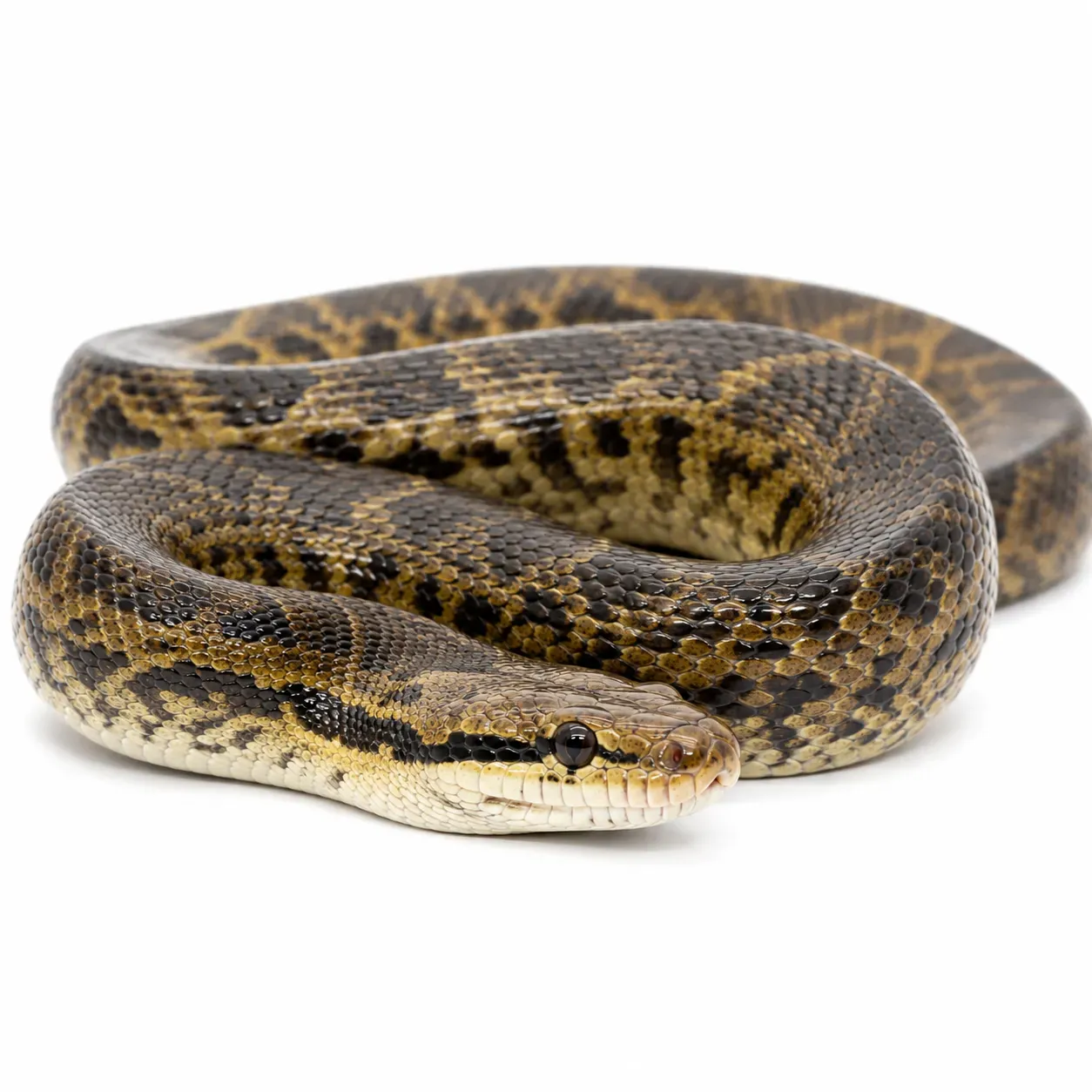 Reptile Thermostat Guide: Herpstat vs Inkbird