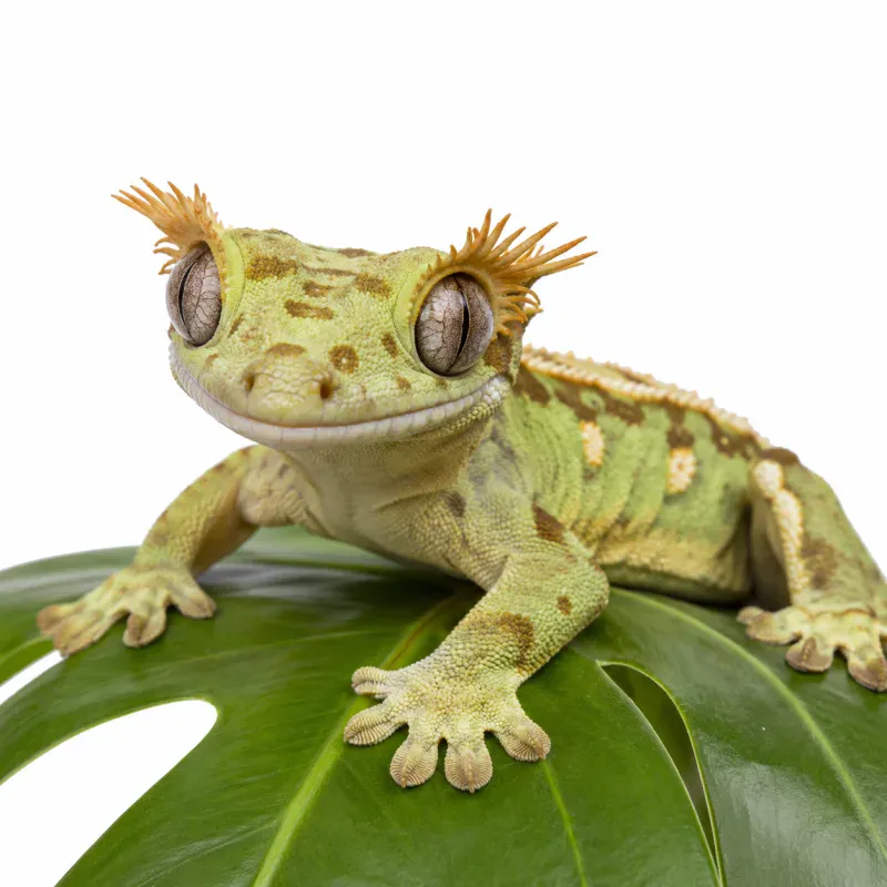 Crested Gecko Handling & Taming Guide: Build Trust