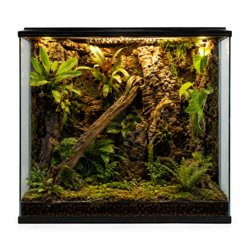 Bioactive Enclosure Setup: Step-by-Step Guide