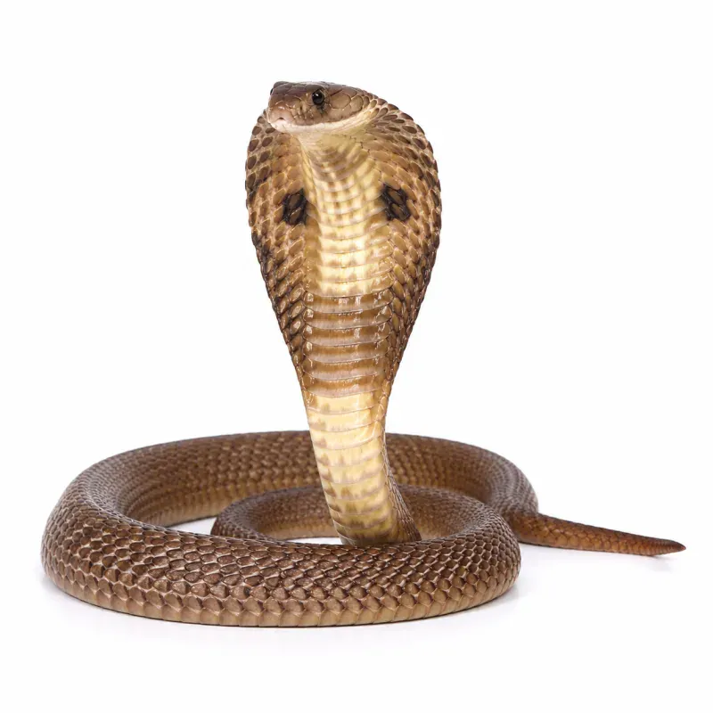 False Water Cobra Care Guide: Complete Husbandry