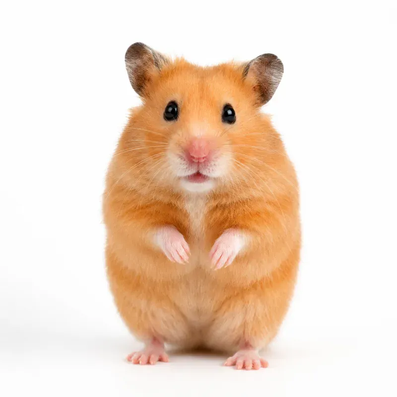 Hamster Enclosure: Cage Size & Enrichment