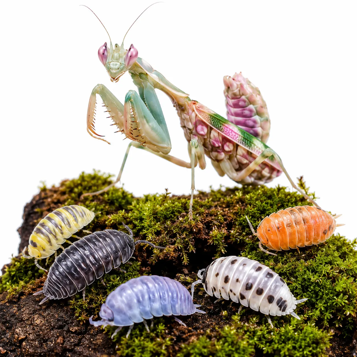 Bioactive Cleanup Crew: Isopods & Springtails