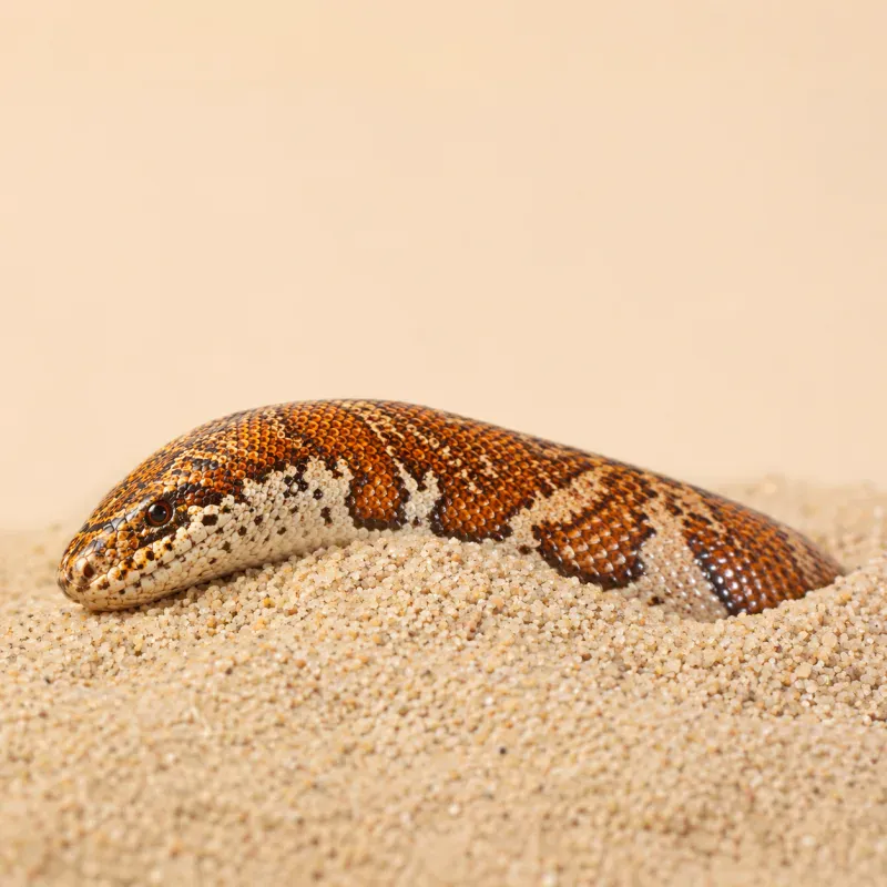 Kenyan Sand Boa Feeding Guide: Complete Care