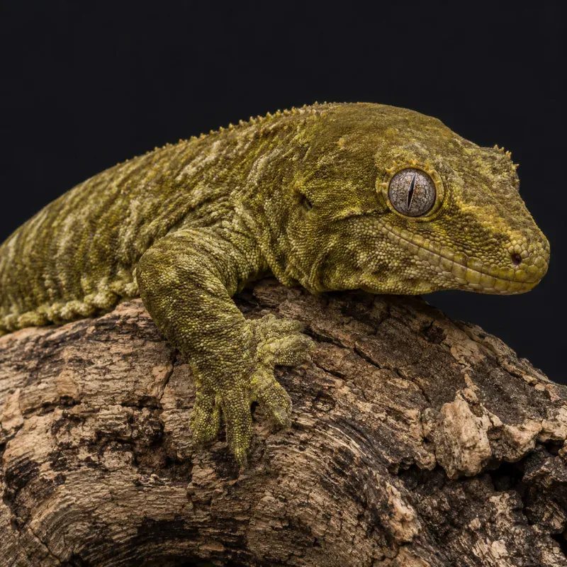 Leachie Gecko Morphs: Locales, Patterns & Prices