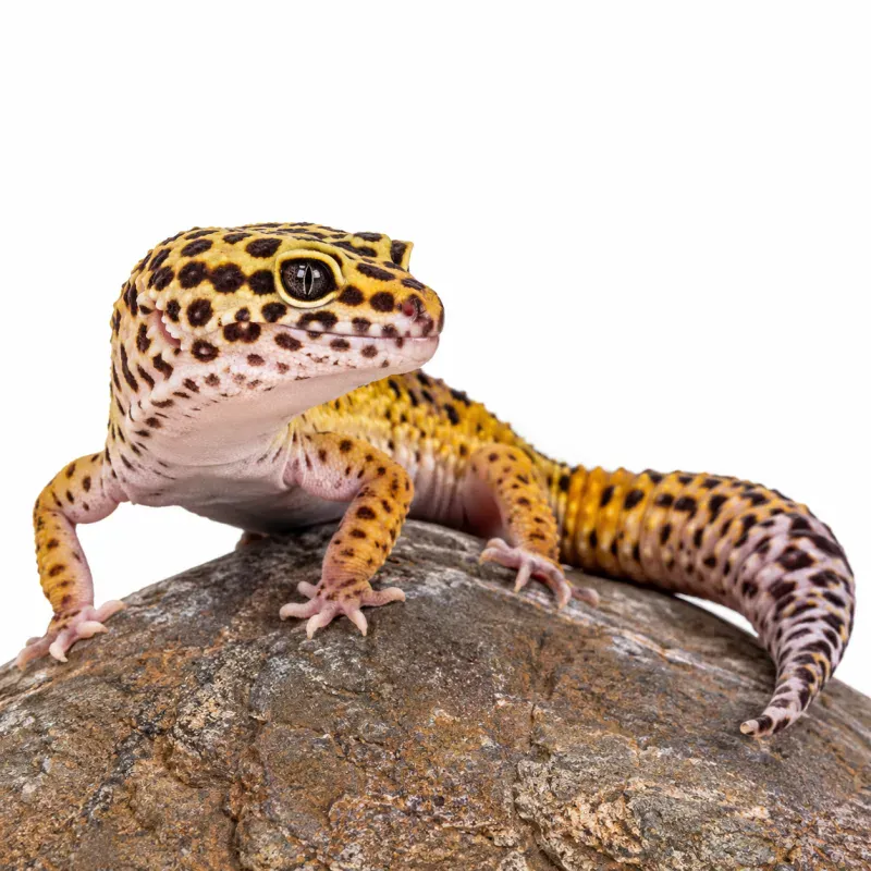 Leopard Gecko Health & Vitamin Guide