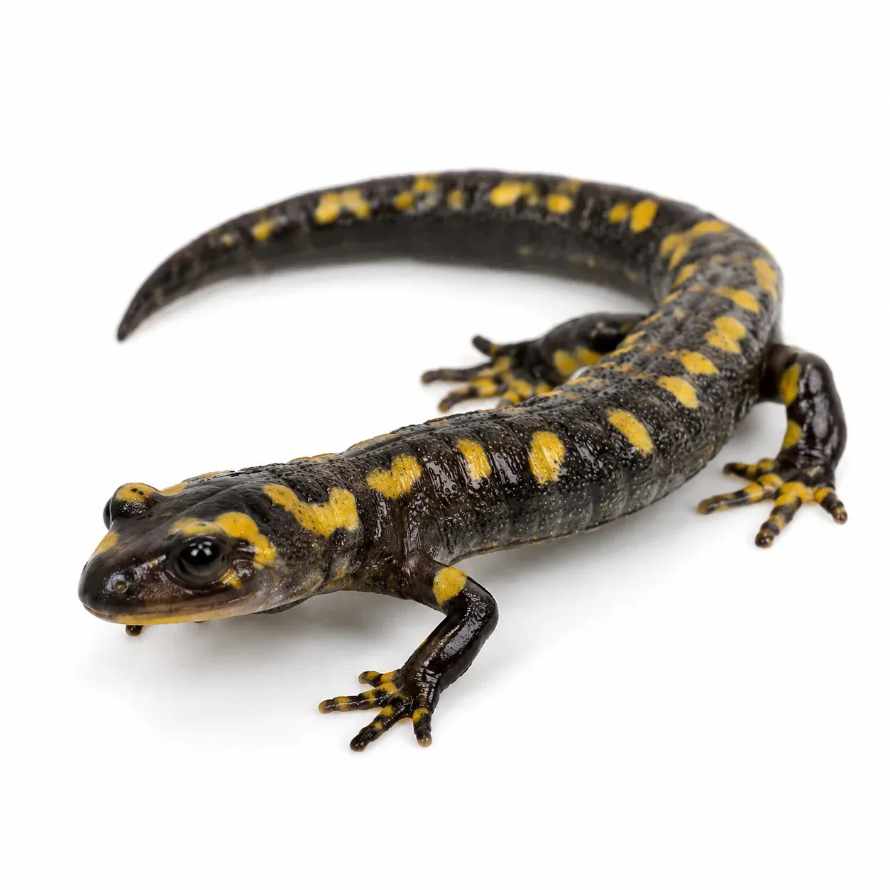 Reptile Ferguson Zones: UV Index & Species Chart