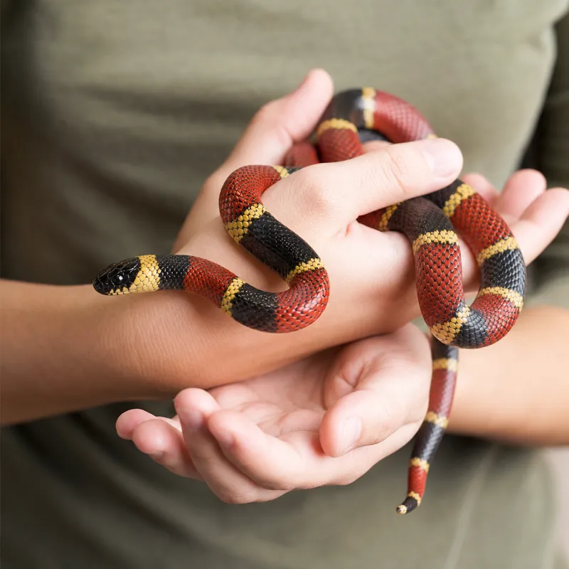 Milk Snake Handling: Taming Tips & Temperament