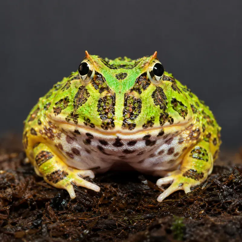 Pacman Frog Habitat Setup: Enclosure & Substrate
