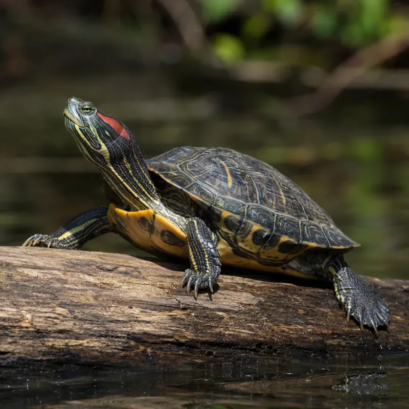 Red-Eared Slider Behavior: Normal vs Not (Signs)