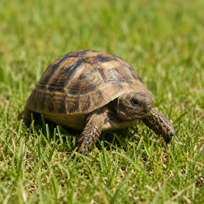 Russian Tortoise Health: Diseases & Prevention