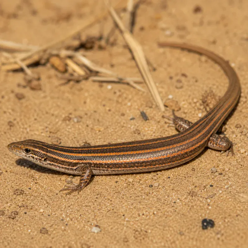 Schneider's Skink Care: Setup, Diet, and Health