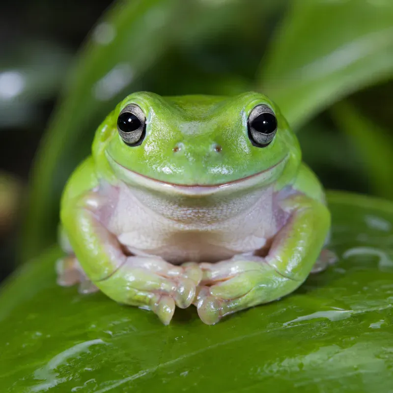 White's Tree Frog Health: Diseases & Prevention