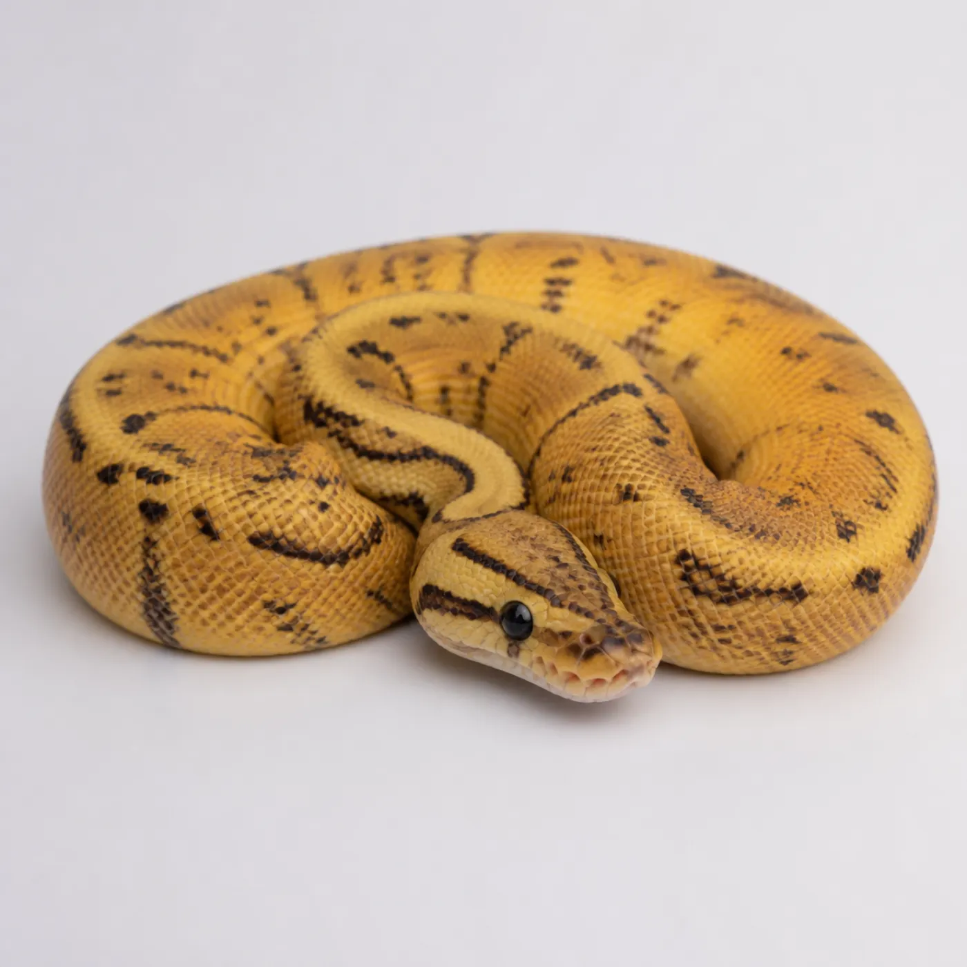 30 Ball Python Morphs: Prices & Genetics (2026) — ScalyPal