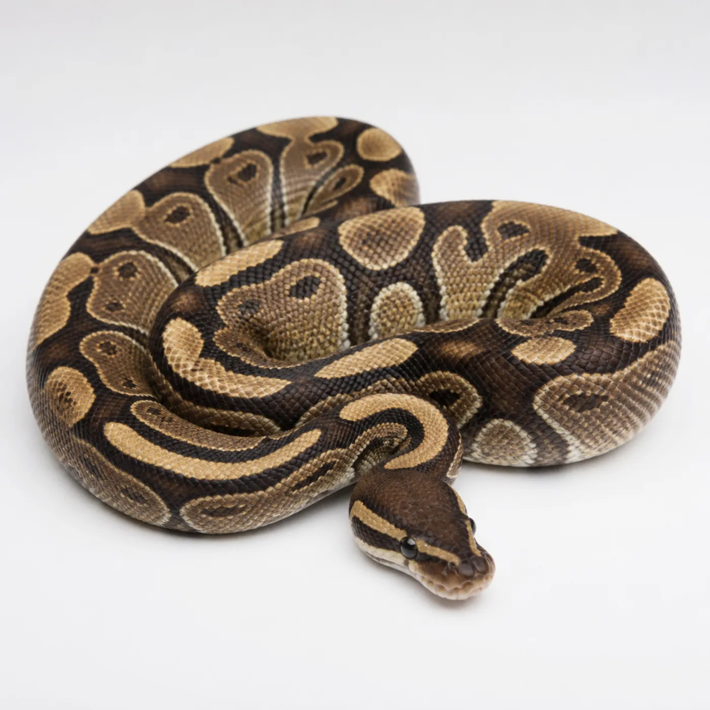 Mojave ball python morph