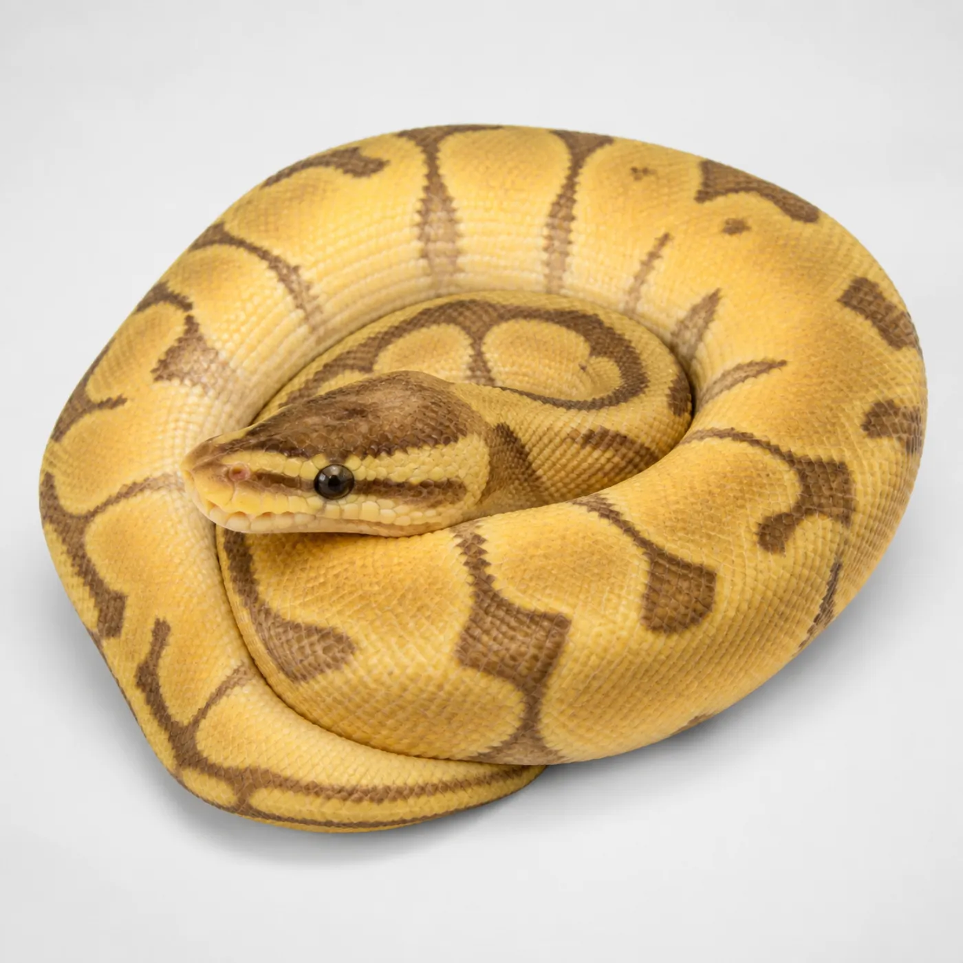 30 Ball Python Morphs: Prices & Genetics (2026) — ScalyPal