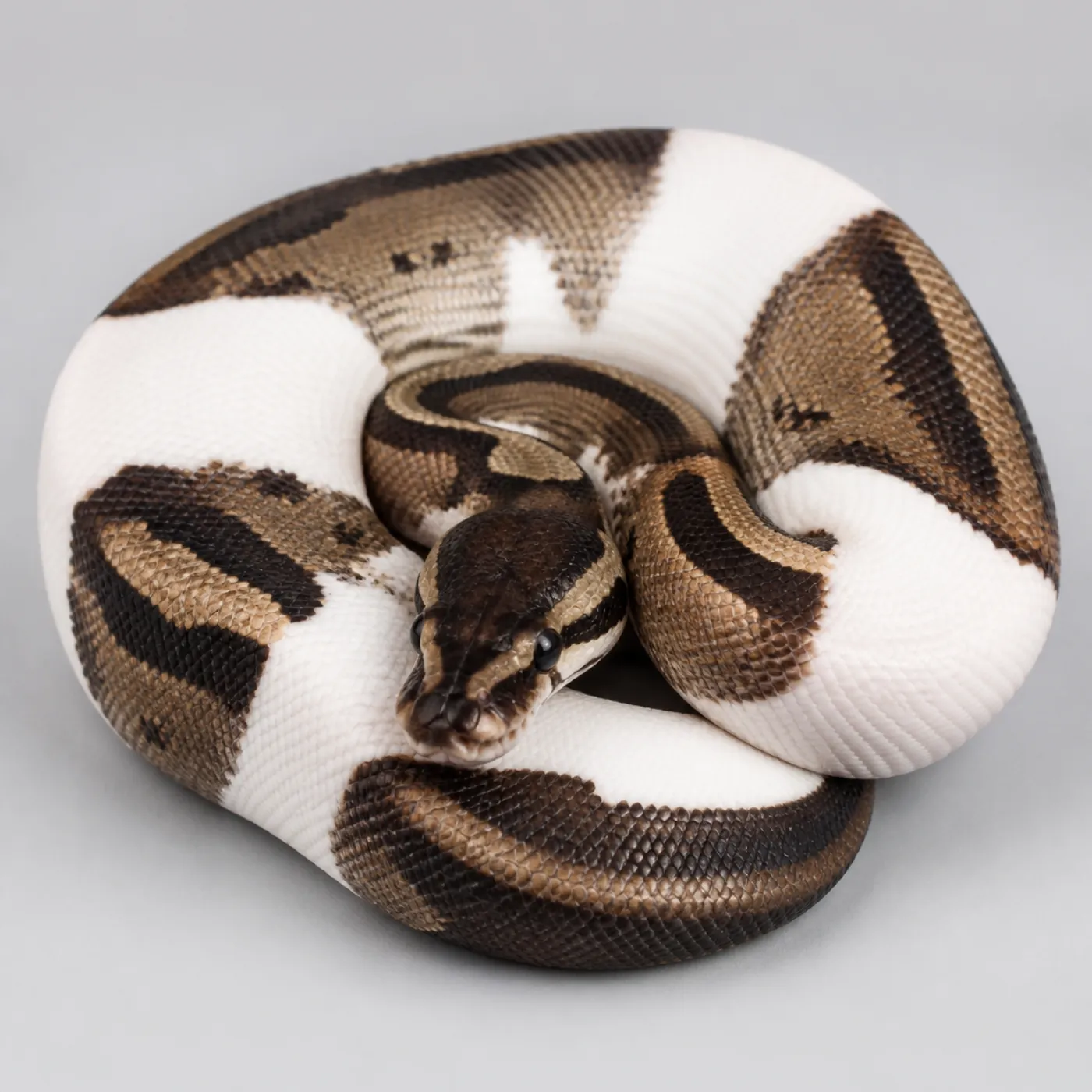 30 Ball Python Morphs: Prices & Genetics (2026) — ScalyPal