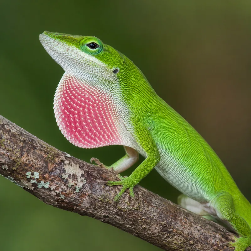 Green anole in planted enclosure