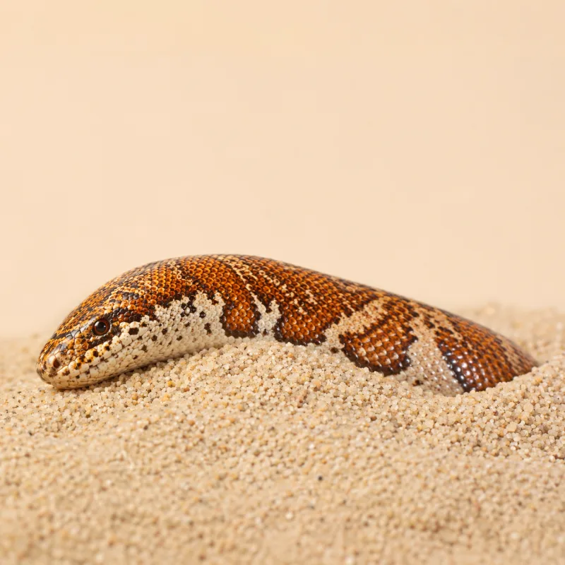 Kenyan sand boa