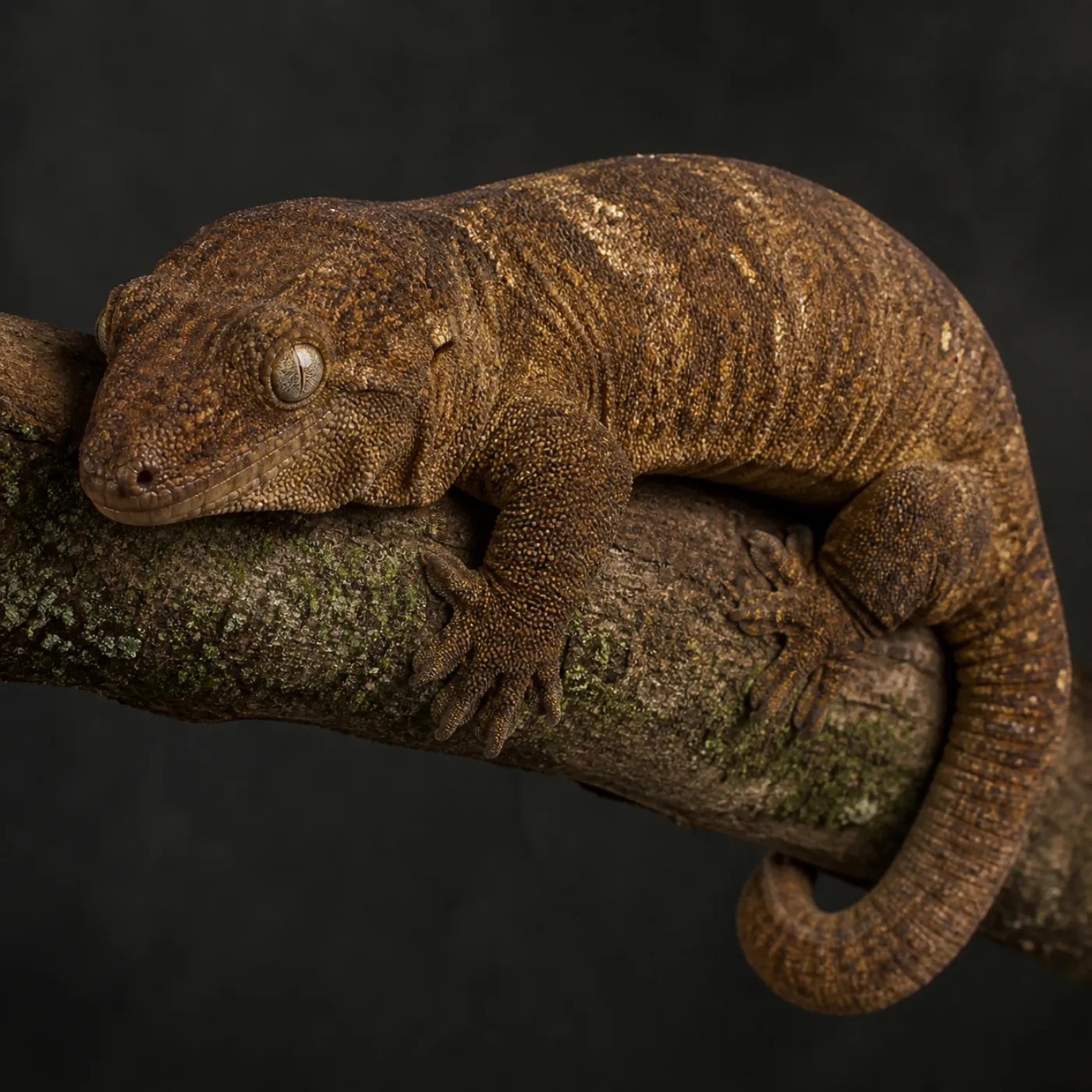Grande Terre morph
