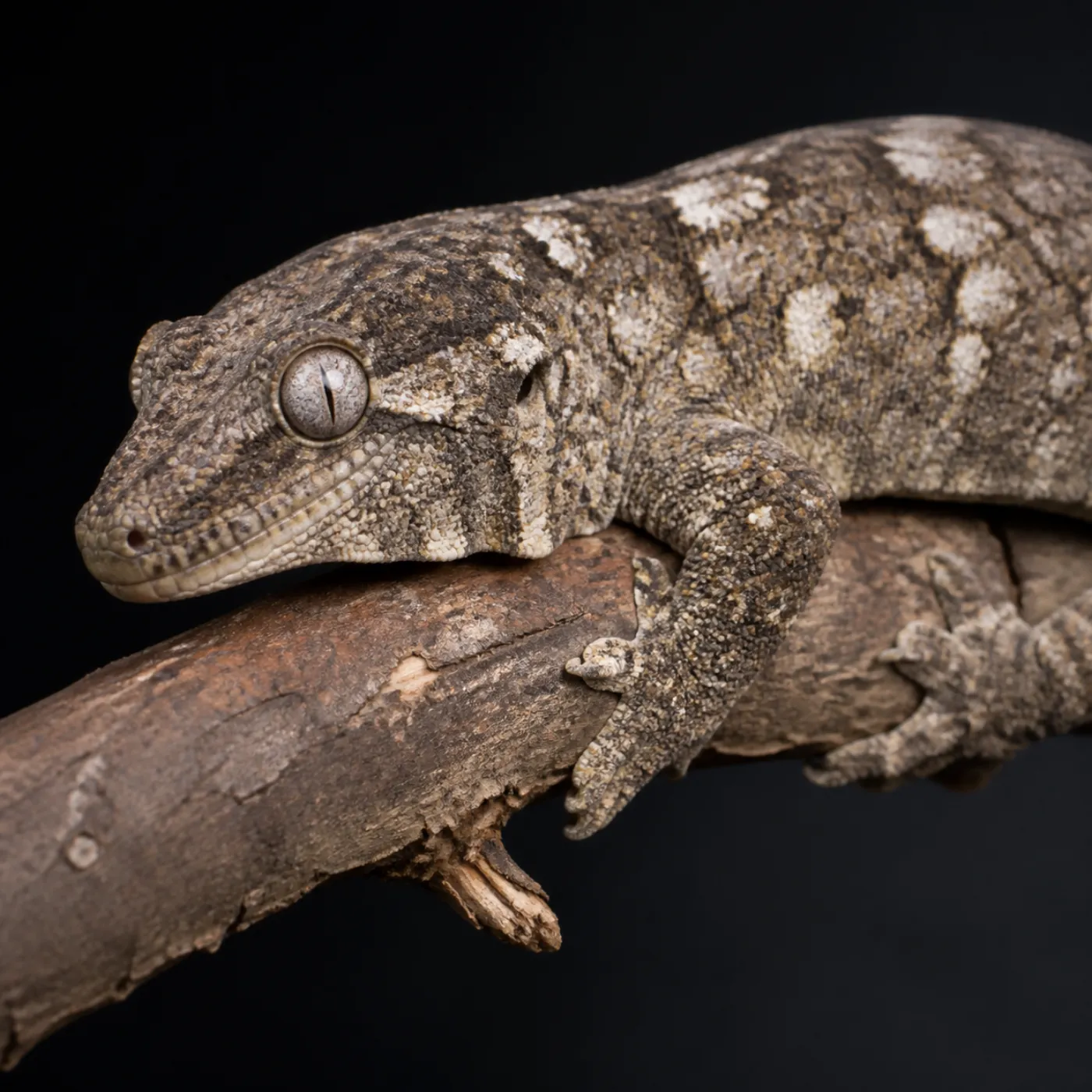 Isle of Pines morph