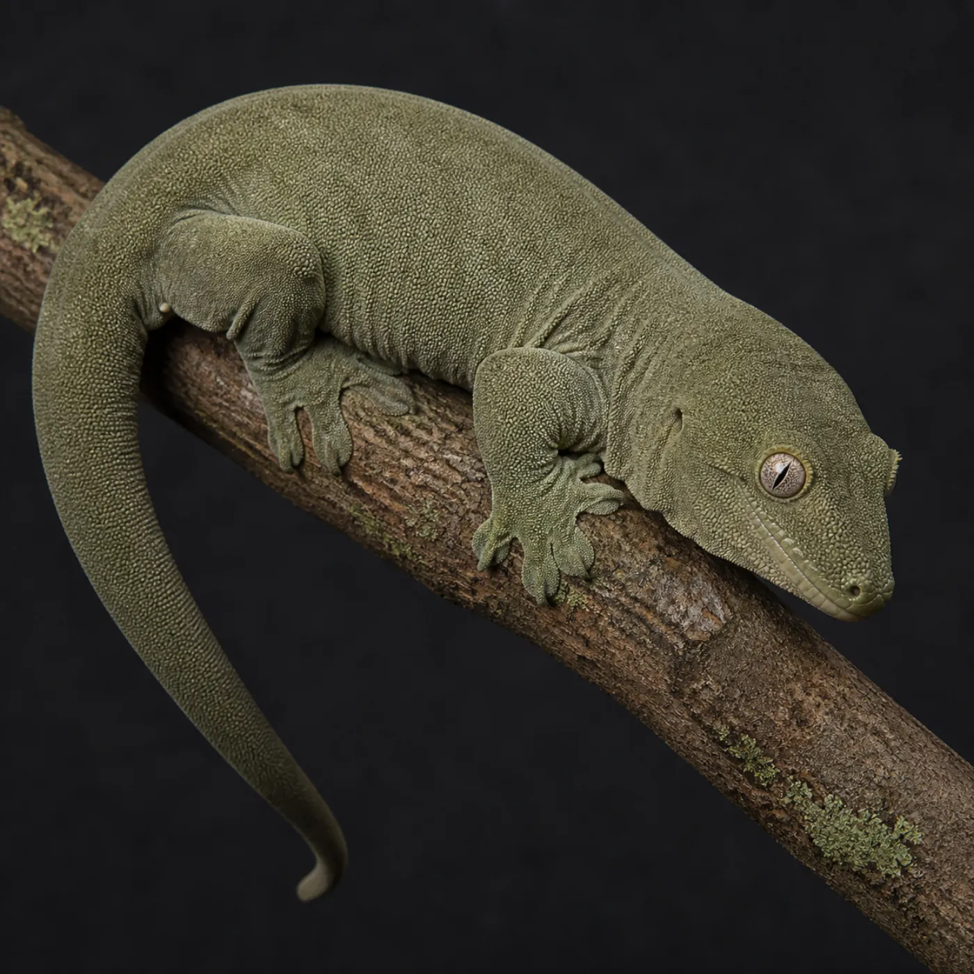 Patternless morph