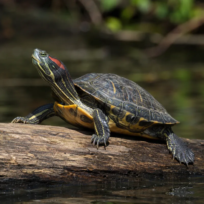 Red-eared slider