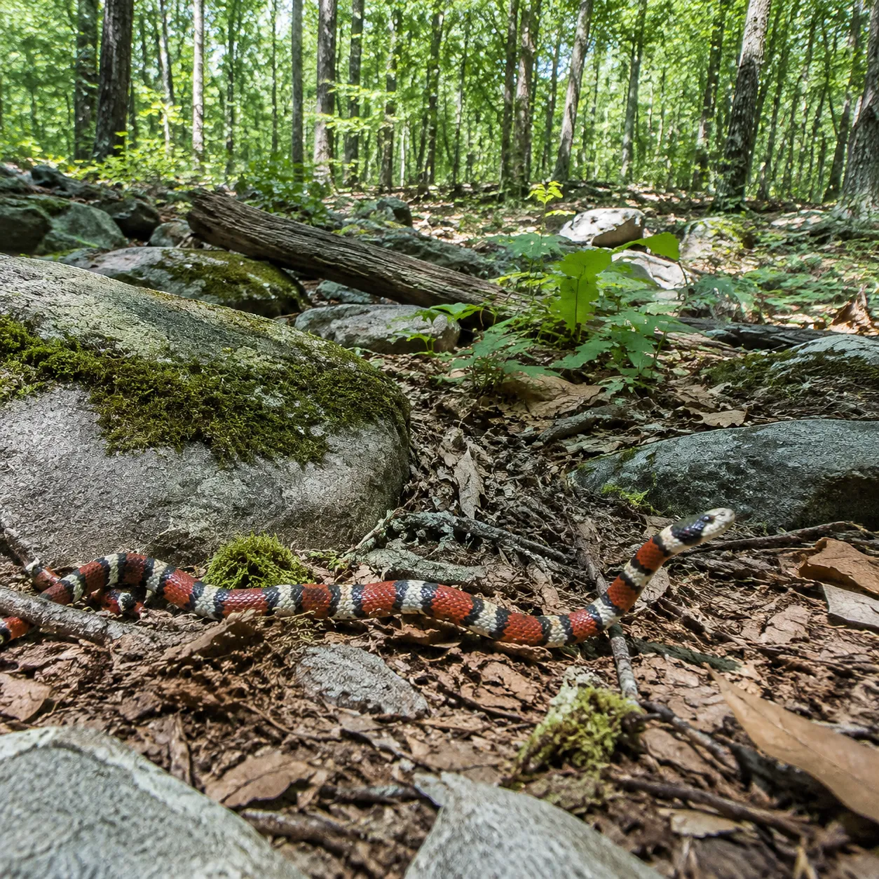 Natural Habitat