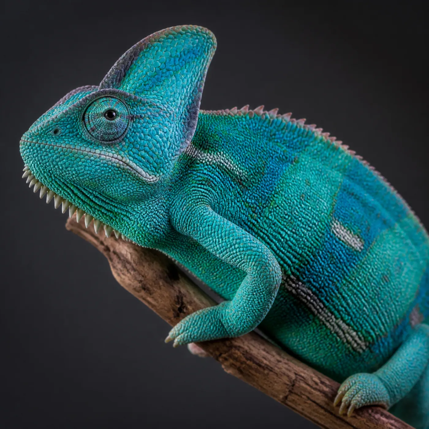 High-Blue morph