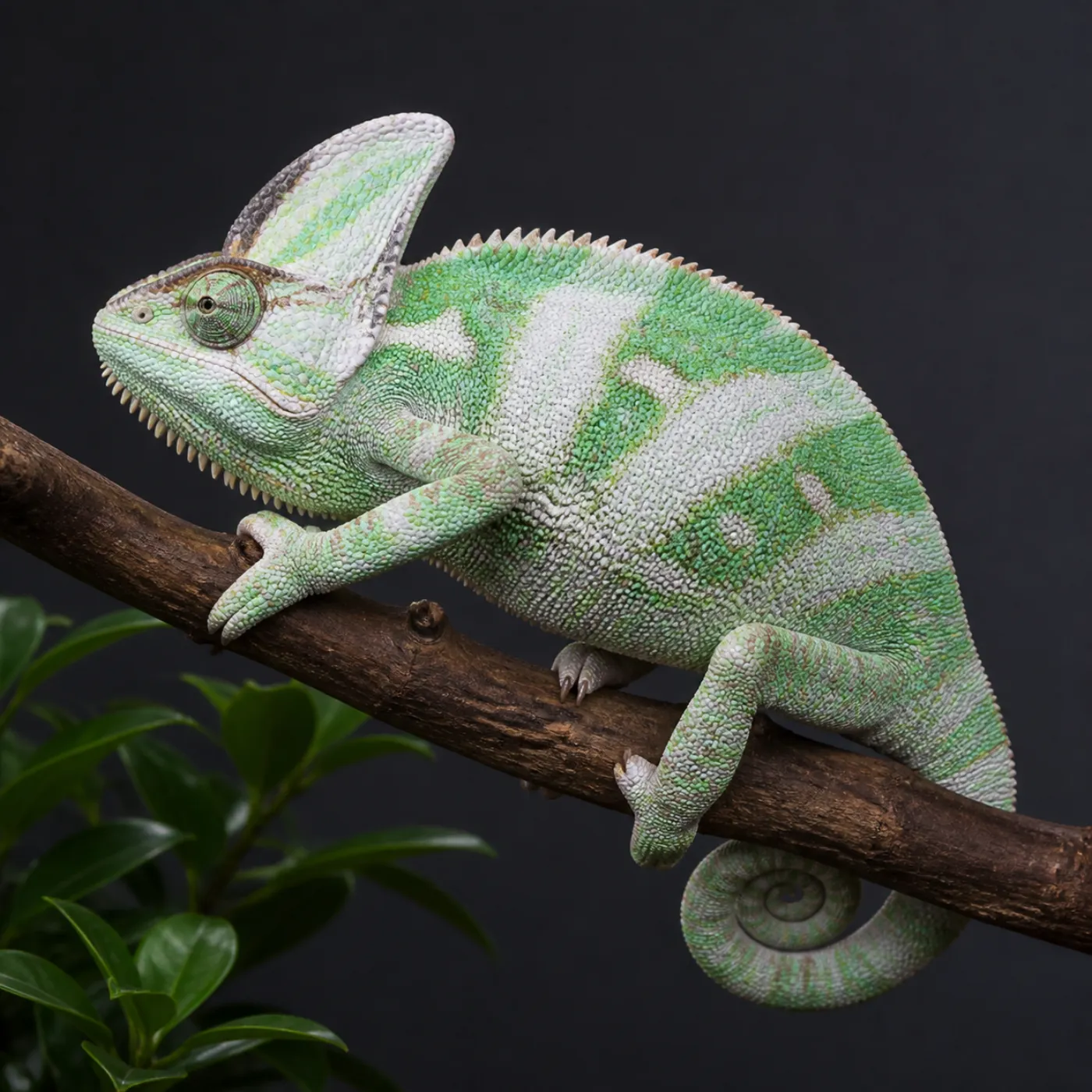 Pied morph