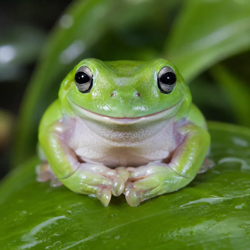 White's Tree Frog Enclosure: Size, Heat & Humidity